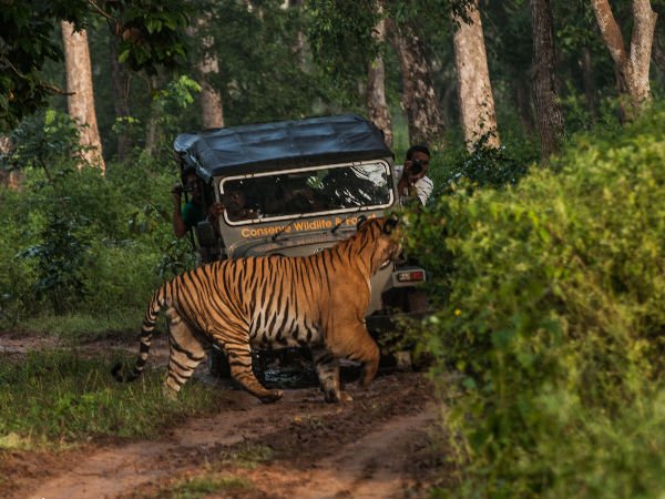 Coorg Nature Guide: Wildlife and Plant Life Exploration