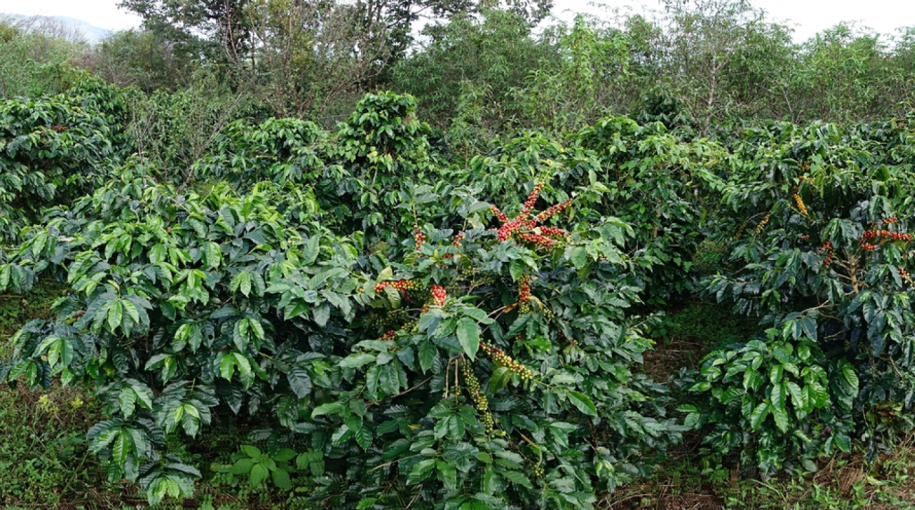 Discover the Aromatic World of Coorg Coffee Plantations