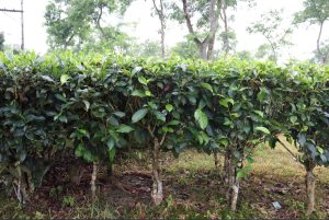 Coorg Coffee Plantations