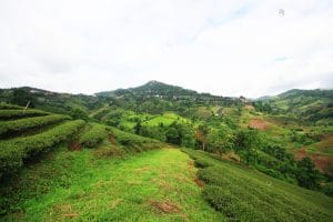 The Perfect Season to Visit Coorg – Month-by-Month Guide