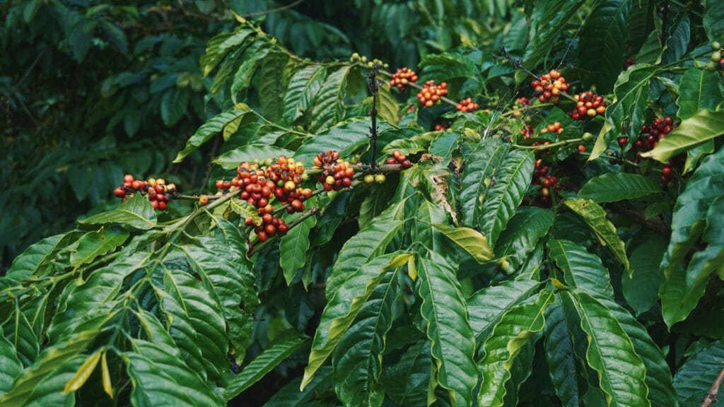 What is Coorg Famous For? 1 What Is Coorg Famous For?