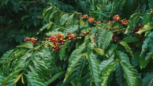 The Enchanting World of Coorg Coffee Plantations: A Journey Through India’s Coffee Paradise